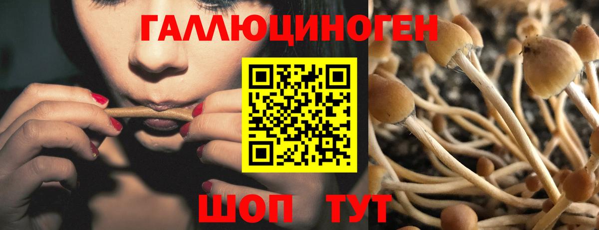 Кандалакша  что такое   Вход с VPN  Галлюциногенные грибы Magic Shrooms 